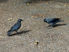 Corvus monedula
