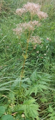 Valeriana officinalis