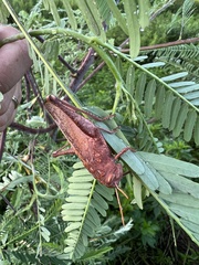 Schistocerca damnifica