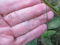 Agrostis capillaris