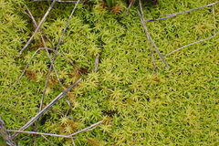 Pseudocrossidium crinitum