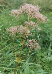 Valeriana officinalis