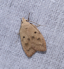 Machimia tentoriferella