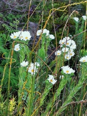 Osmitopsis asteriscoides