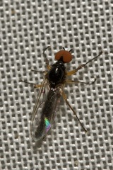 Dilophus bispinosus
