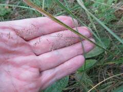 Agrostis capillaris