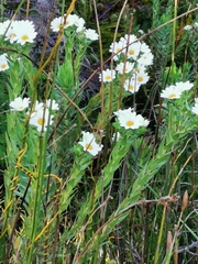 Osmitopsis asteriscoides