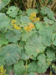 Alchemilla vulgaris