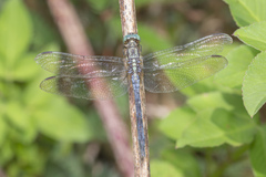 Orthetrum luzonicum