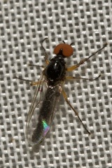 Dilophus bispinosus