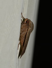 Noctua interposita
