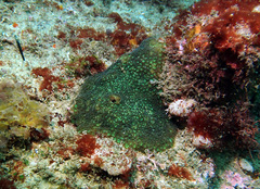 Plesiastrea versipora