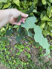 Passiflora lutea