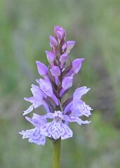Dactylorhiza