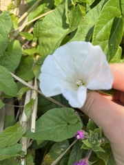 Calystegia sepium