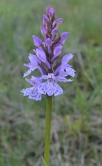 Dactylorhiza