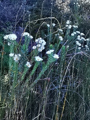 Osmitopsis asteriscoides