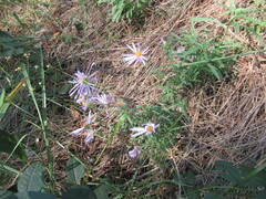 Galatella dahurica