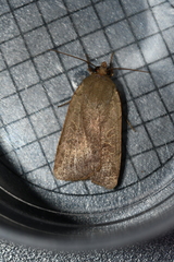 Noctua interposita