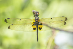 Rhyothemis phyllis