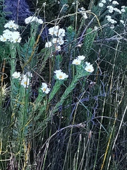 Osmitopsis asteriscoides