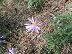 Galatella dahurica