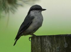 Sitta europaea