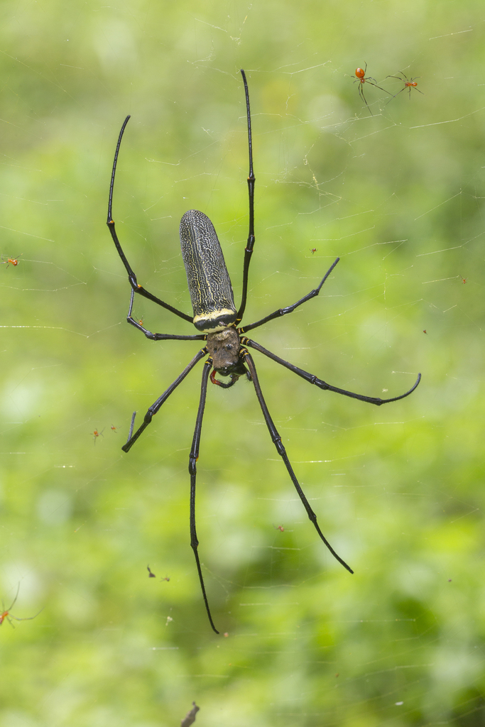 Argyrodes flavescens from Mandai, Singapore on August 24, 2022 at 01:44 ...