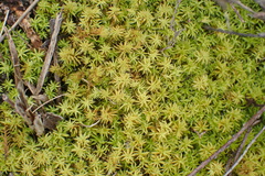 Pseudocrossidium crinitum