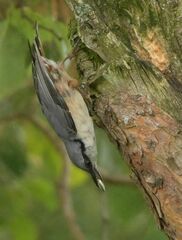 Sitta europaea