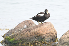 Somateria mollissima