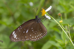 Euploea crameri