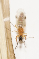 Dilophus bispinosus