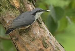 Sitta europaea