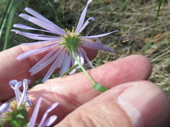 Galatella dahurica