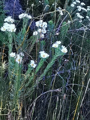 Osmitopsis asteriscoides