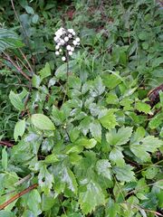 Actaea rubra neglecta