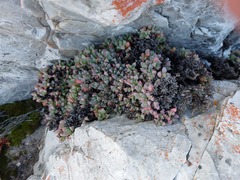 Oscularia deltoides