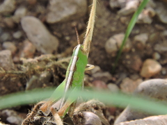 Rhammatocerus viatorius