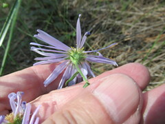 Galatella dahurica
