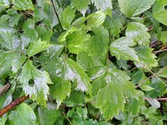 Actaea rubra neglecta