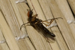 Dilophus bispinosus