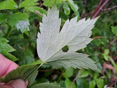 Actaea rubra neglecta