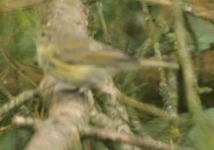 Phylloscopus collybita