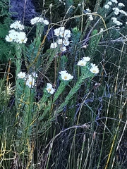 Osmitopsis asteriscoides