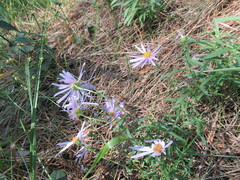 Galatella dahurica