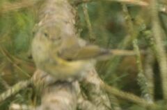 Phylloscopus collybita