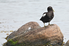 Somateria mollissima