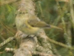 Phylloscopus collybita