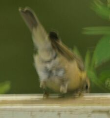 Phylloscopus collybita